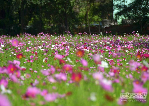 จิม ทอมป์สัน ฟาร์มทัวร์ 2560