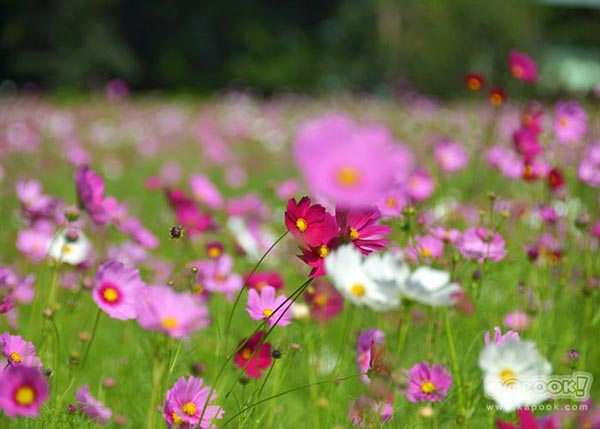 จิม ทอมป์สัน ฟาร์มทัวร์ 2560