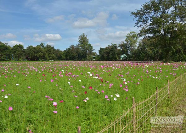 จิม ทอมป์สัน ฟาร์มทัวร์ 2560