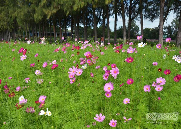 จิม ทอมป์สัน ฟาร์มทัวร์ 2560