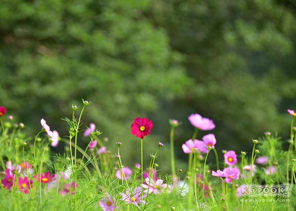 จิม ทอมป์สัน ฟาร์มทัวร์ 2560