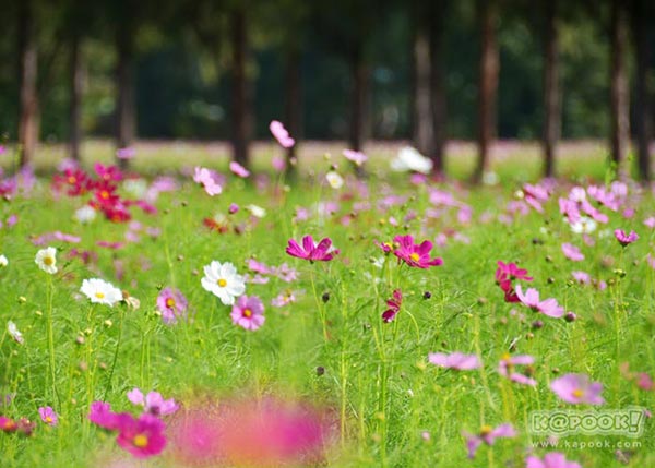 จิม ทอมป์สัน ฟาร์มทัวร์ 2560