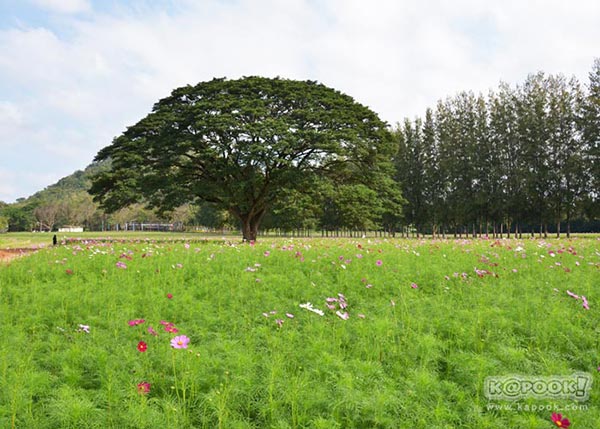 จิม ทอมป์สัน ฟาร์มทัวร์ 2560