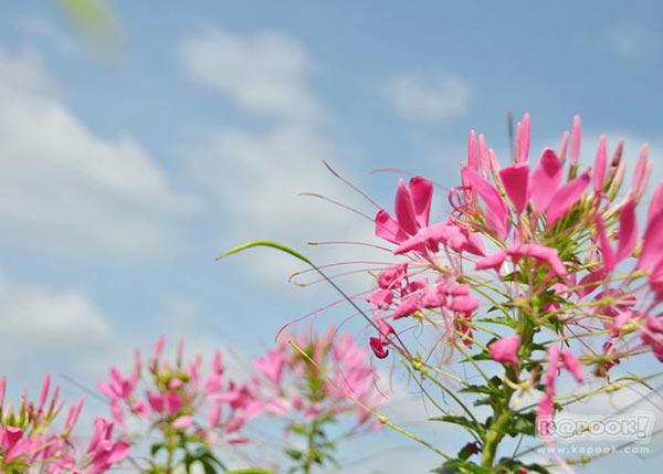 จิม ทอมป์สัน ฟาร์มทัวร์ 2560