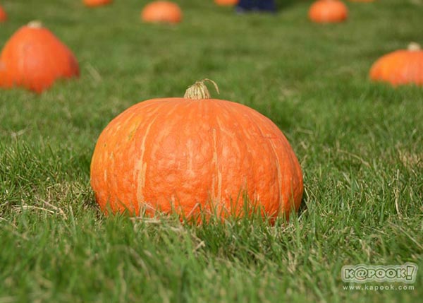 จิม ทอมป์สัน ฟาร์มทัวร์ 2560