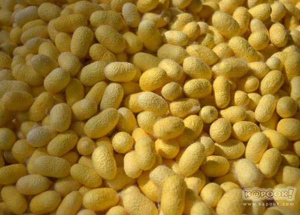 จิม ทอมป์สัน ฟาร์มทัวร์ 2560