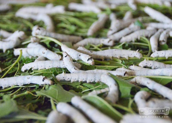 จิม ทอมป์สัน ฟาร์มทัวร์ 2560