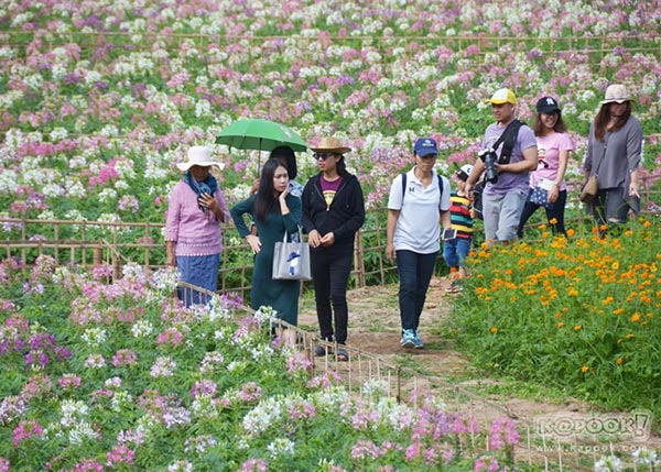 จิม ทอมป์สัน ฟาร์มทัวร์ 2560