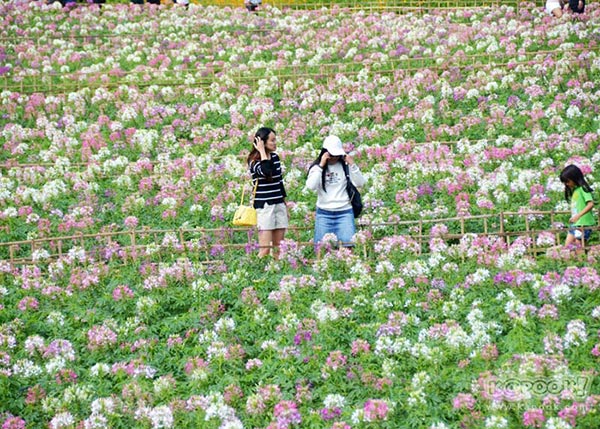 จิม ทอมป์สัน ฟาร์มทัวร์ 2560