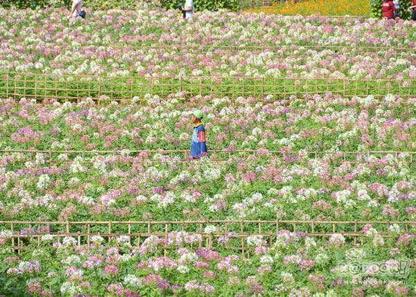 จิม ทอมป์สัน ฟาร์มทัวร์ 2560