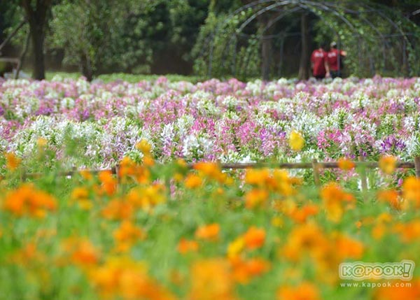 จิม ทอมป์สัน ฟาร์มทัวร์ 2560