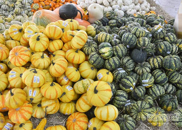 จิม ทอมป์สัน ฟาร์มทัวร์ 2560