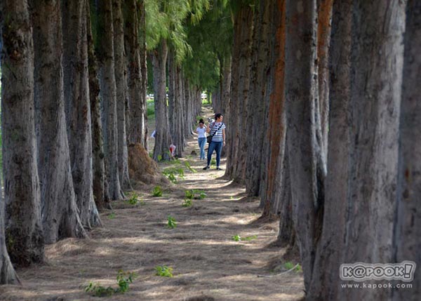 จิม ทอมป์สัน ฟาร์มทัวร์ 2560