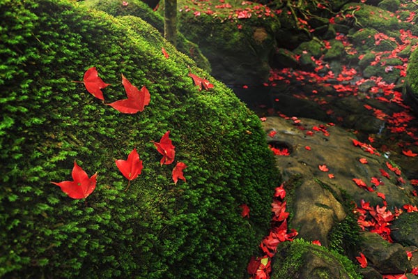 ภูกระดึง 