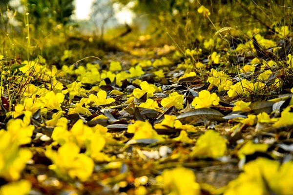 เหลืองปรีดียาธร