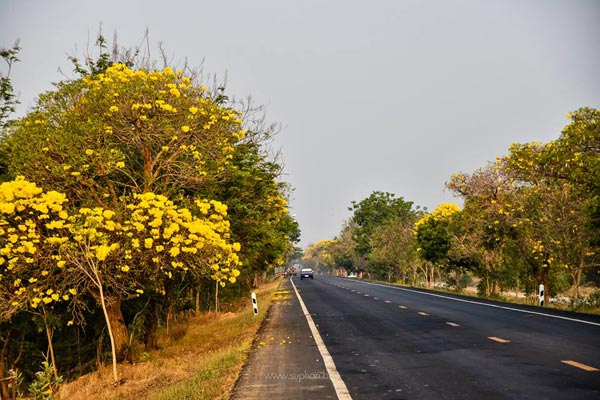 เหลืองปรีดียาธร