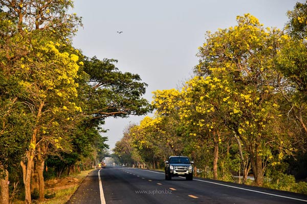 เหลืองปรีดียาธร