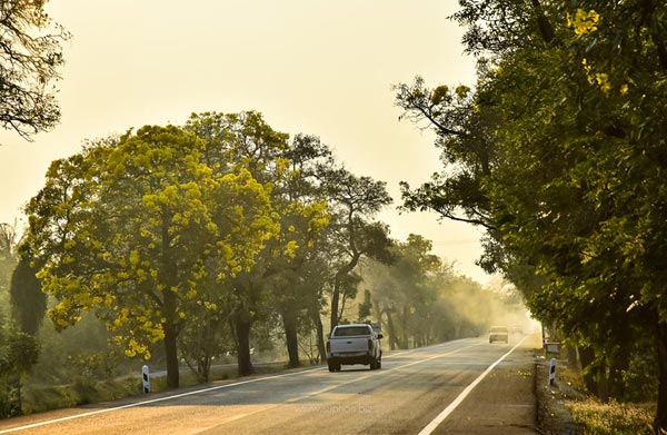 เหลืองปรีดียาธร