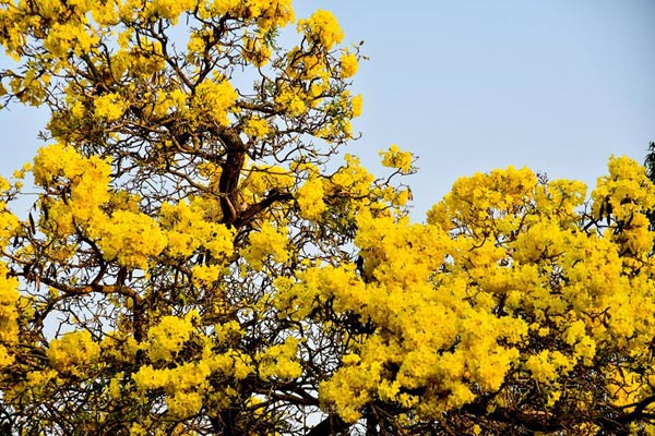 เหลืองปรีดียาธร