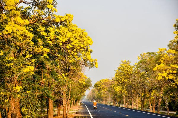 เหลืองปรีดียาธร