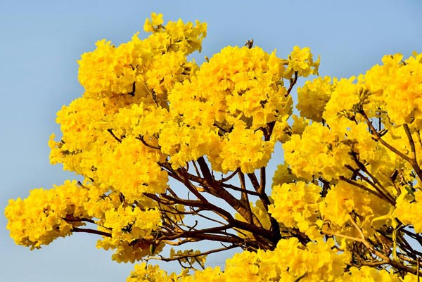 เหลืองปรีดียาธร