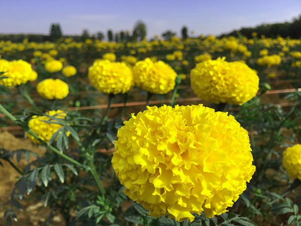 ทุ่งดอกดาวเรือง รวมใจภักดิ์