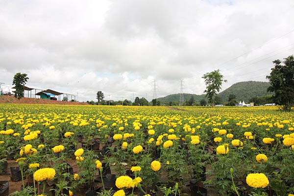 ทุ่งดอกดาวเรือง รวมใจภักดิ์