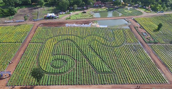 ทุ่งดอกดาวเรือง รวมใจภักดิ์