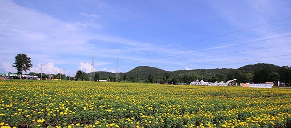 ทุ่งดอกดาวเรือง รวมใจภักดิ์