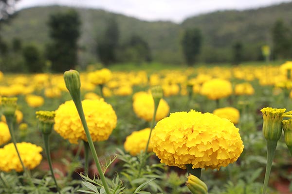 ทุ่งดอกดาวเรือง รวมใจภักดิ์