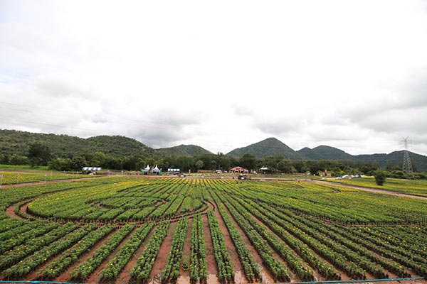 ทุ่งดอกดาวเรือง รวมใจภักดิ์