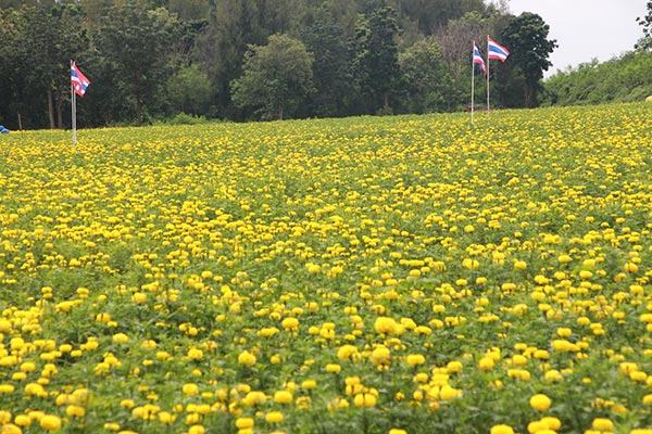 ทุ่งดอกดาวเรือง รวมใจภักดิ์