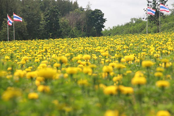 ทุ่งดอกดาวเรือง รวมใจภักดิ์