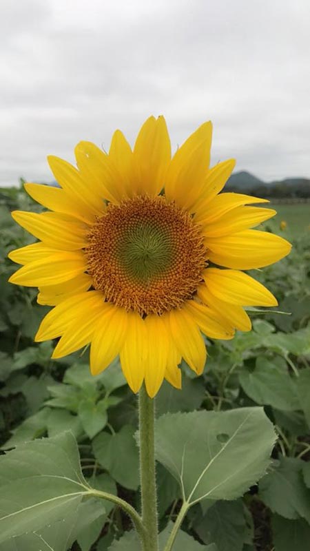 ทุ่งทานตะวัน ไร่มณีศร เขาใหญ่