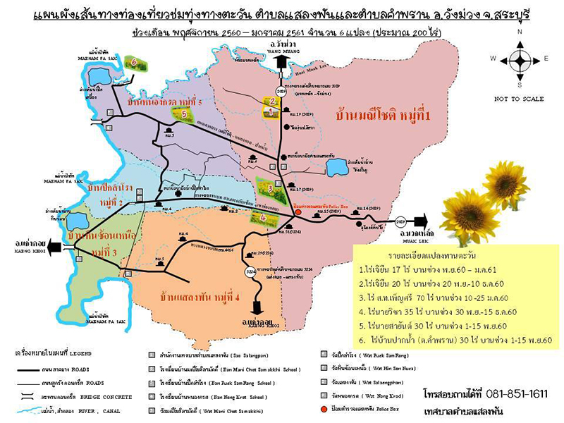 ทุ่งทานตะวัน สระบุรี