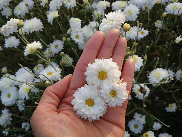 ทุ่งดอกเก๊กฮวย เชียงใหม่