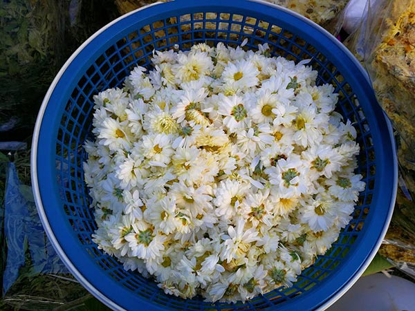 ทุ่งดอกเก๊กฮวย เชียงใหม่