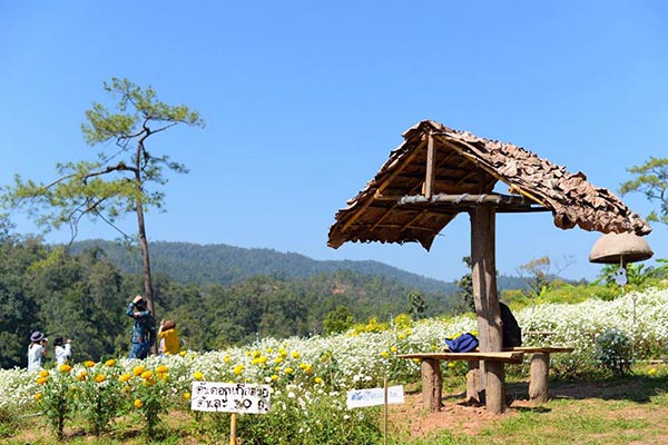 ทุ่งดอกเก๊กฮวย เชียงใหม่