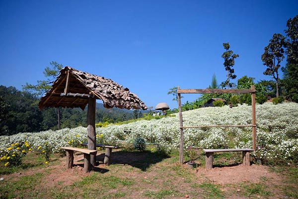 ทุ่งดอกเก๊กฮวย เชียงใหม่