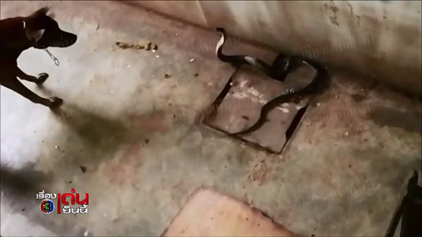 หมากัดงู