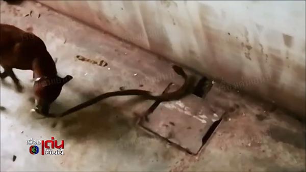 หมากัดงู