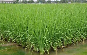 ข้าว กข. 43