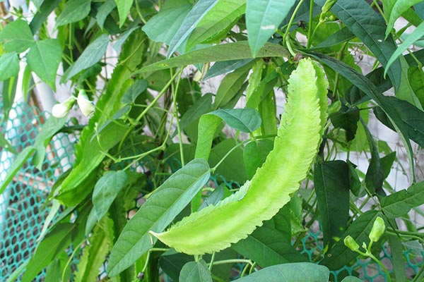 สมุนไพรแก้หวัด