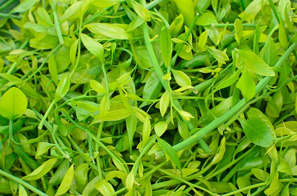 สมุนไพรแก้หวัด