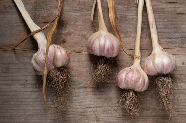 กระเทียม