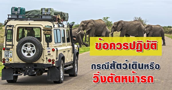 เจอสัตว์บนถนน