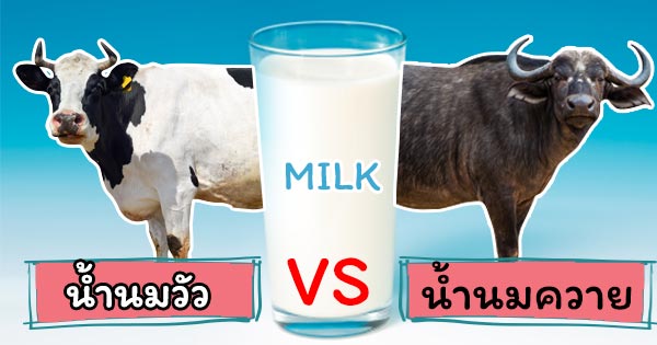 อาหารสร้างกล้ามเนื้อ