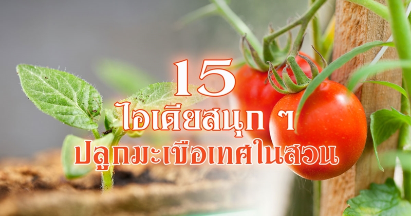  ปลูกมะเขือเทศ