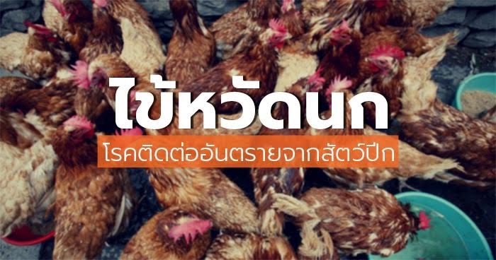 ไข้หวัดนก