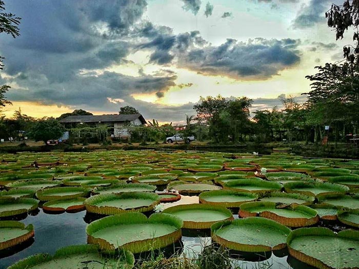 ที่เที่ยวสวนบัว